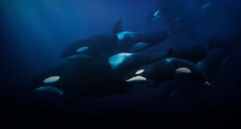 ABC brings premium 4K docs and animation to ATF